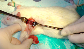 Доклинические исследования проведены на 25 лабораторных крысах